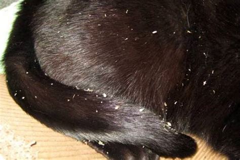 What Causes Bad Dandruff In Cats